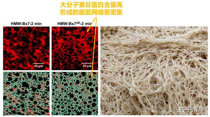 用面筋粉怎么做面筋视频_用面筋粉做面筋_做面筋用什么面粉