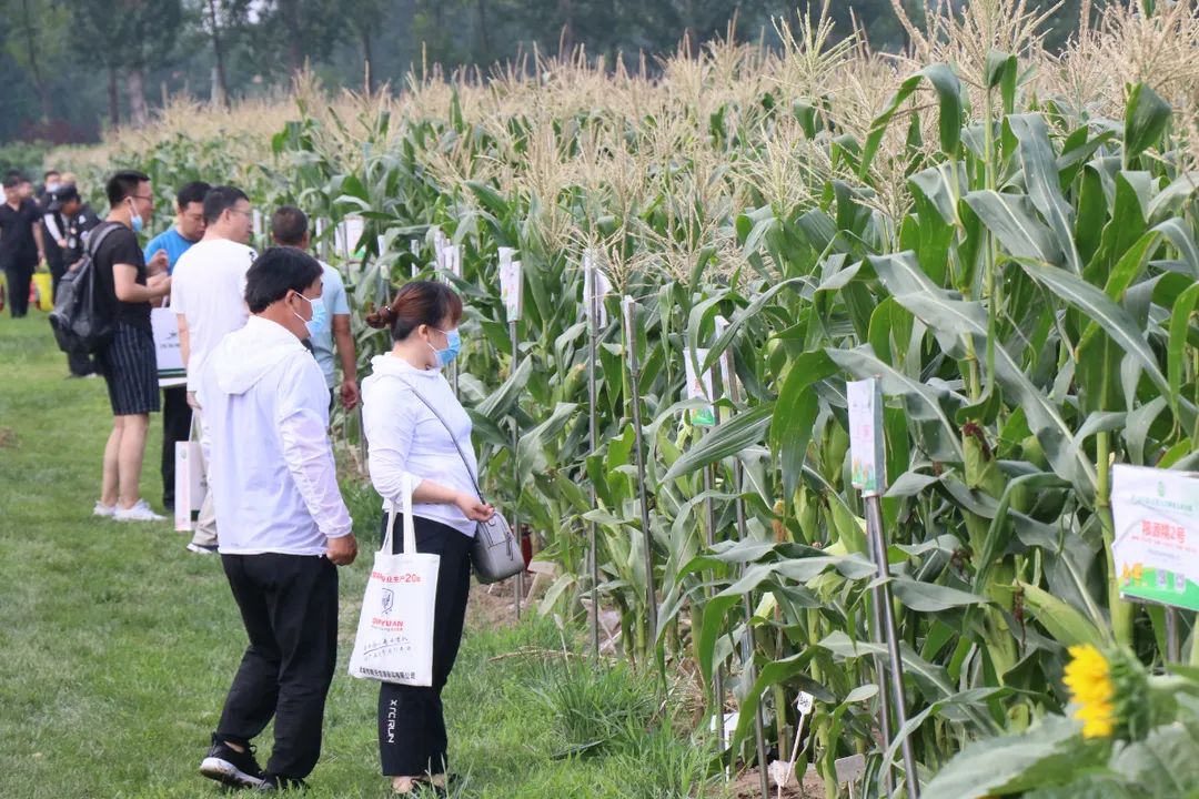 山西玉米深加工_玉米山西鲜食加工厂在哪里_山西鲜食玉米加工