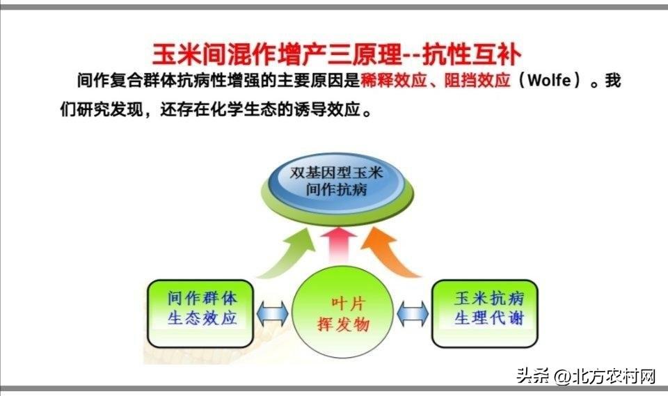 旺玉168玉米_旺农玉米种子_玉米控旺剂品种大全